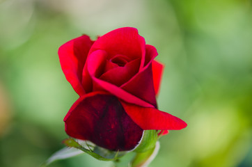 Beautiful red rose