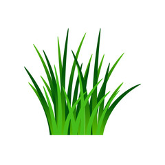 Dark green grass isolated on white