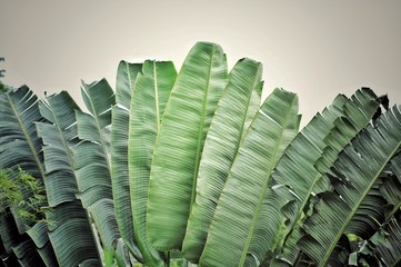 Banana leaf rocking motion Waving fanned by strong winds Under sunny daytime Green banana leaves, cut the blue sky, very beautiful, Traveler palm leaf background in nature weave pattern (Banana fan)