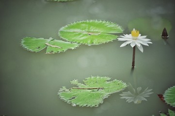 Lotus flower, white lotus flower with reflection in the lake water.