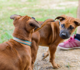 Brown puppies playing outdoor