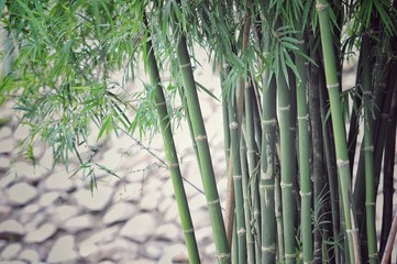 Obraz premium bamboo forest, bamboo background