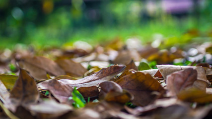 brown color of dry leaves on the forest ground