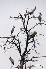 Asian Openbills on tree