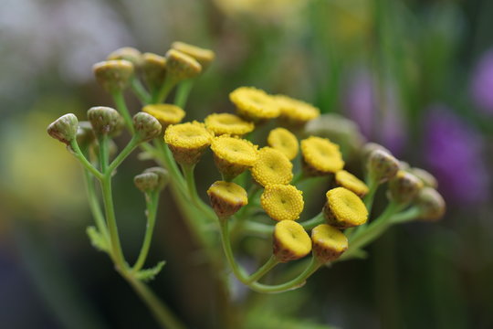 Detailaufnahme der Blüten einer Goldquirl-Garbe