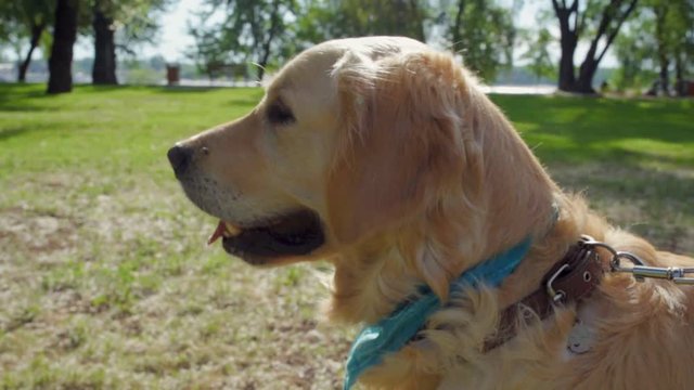 Cute purebred dog enjoying sunny weather in the park
