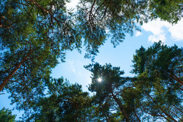 Trunks of pines