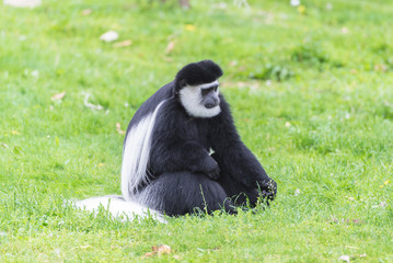 mantled guereza kikuyuensis, Colobus guereza, black and white monkeys
