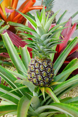 Pineapple growing on a tropical plant 