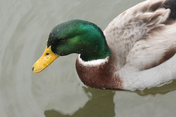 Leisure Outdoors around Animals and water - Mallard - Duck