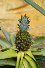 Fototapeta premium Pineapple growing on a tropical plant 