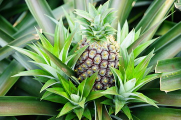 Fototapeta premium Pineapple growing on a tropical plant 