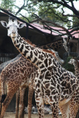 Giraffe Standing Tall Eye Contact
