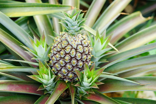Pineapple growing on a tropical plant 