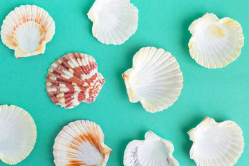 seashells on a bright background