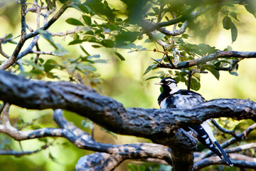 Willy Wagtail bird sitting on branch of tree