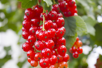 Cluster of a red currant on a branch