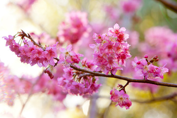Beautiful delicate pink flowers on Millennium Cherry tree - hybrid from the Wild Cherry Prunus avlum