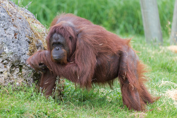     Orangutan, dominating male standing on the grass 
