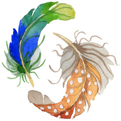 Watercolor bird feather from wing isolated. Aquarelle wild flower for background, texture, wrapper pattern, frame or border.