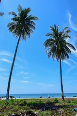 A very calm and natural look at the melano bay with lots of fresh coconut trees beside a blue cloud on the melano bay, kuching sarawak on 22 july 2017