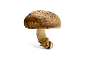 Damaged mushroom