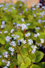 Background of forget me not flowers