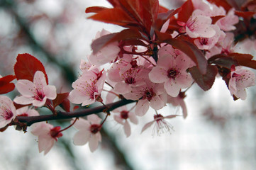 Beautiful pink spring flowers