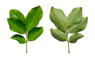 Front and back Rambutan leaves isolated on white background. Clipping path.