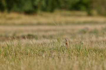 Common ground squirrel on blooming meadow. European suslik. Spermophilus citellus. Wildlife animal in the nature habitat. Little park in the middle of the rush city.