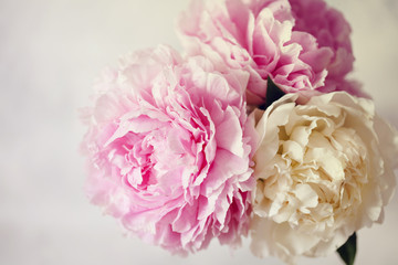 Fresh bunch of pink and white peonies, peony roses flowers