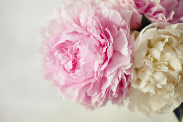 Fresh bunch of pink and white peonies, peony roses flowers