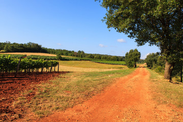 Fototapeta na wymiar View of vineyards, Istria