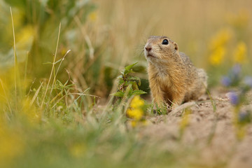 Naklejka na ściany i meble Common ground squirrel on blooming meadow. European suslik. Spermophilus citellus. Wildlife animal in the nature habitat. Little park in the middle of the rush city.