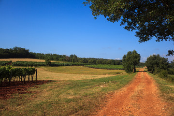 Fototapeta premium View of vineyards, Istria
