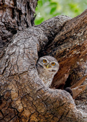 Spotted Owlet On A Tree Hole In Temple Of Thailand.