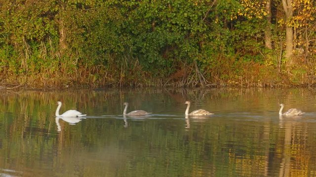 A family of white swans swims along the autumn lake
