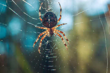 Spider Hunting Techniques.