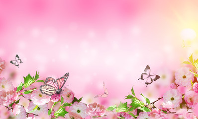 Flowers background with amazing spring sakura with butterflies. Flowers of cherries.