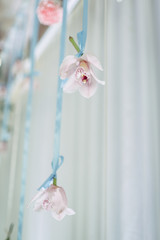 The orchids hangs on the wall