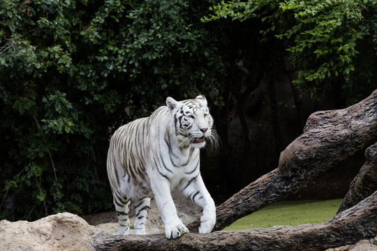 Protected white tiger in the wilderness.
