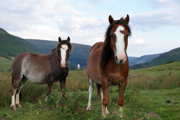 Fototapeta na wymiar wild ponies, windy day, brecon beacons national park 