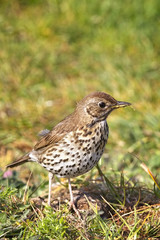 Song Thrush (Turdus philomelos) in evening light, Carreg Dhu Gardens, St Mary's, Isles of Scilly, England, UK.