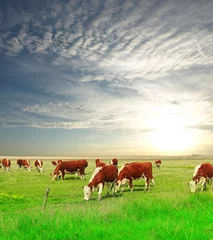 Photo sur Plexiglas Vache Vaches qui paissent au pâturage