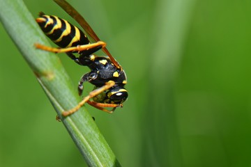 Bee on the green grass 