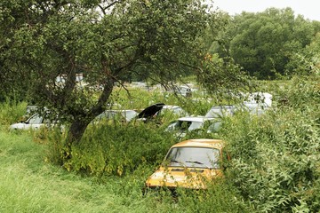 Wreck of old cars in nature