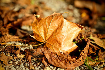 Herbst