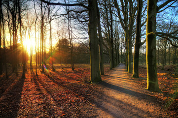 Beautiful trees in the afternoon sun in national park the AWD in the Netherlands in winter. HDR