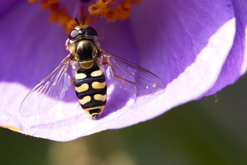 A Syrphus Hoverfly, St Mary's, Isles of Scilly, England, UK.