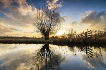 Beautiful knotted willow reflected in the water at sunset in polder park Cronesteyn in Leiden, the Netherlands
